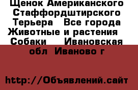 Щенок Американского Стаффордштирского Терьера - Все города Животные и растения » Собаки   . Ивановская обл.,Иваново г.